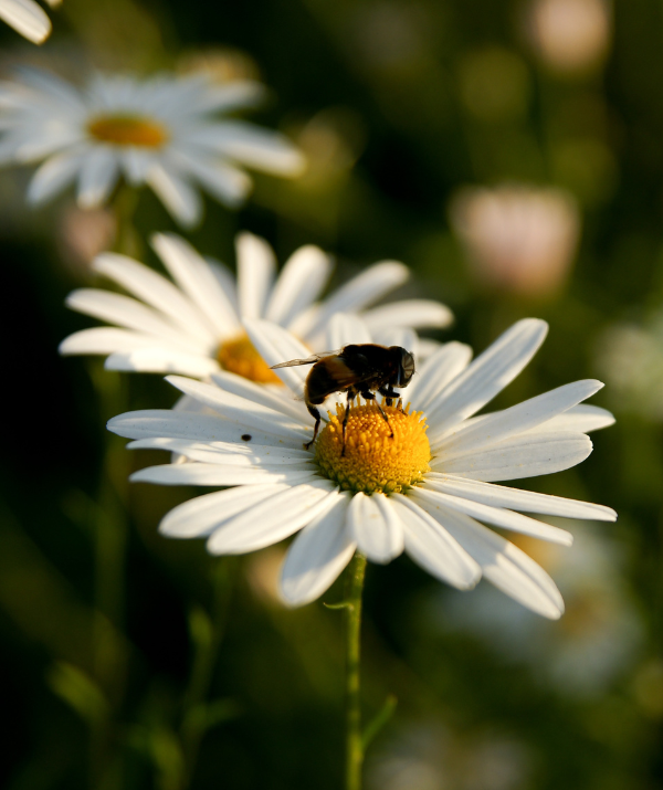 abeille sur marguerite
