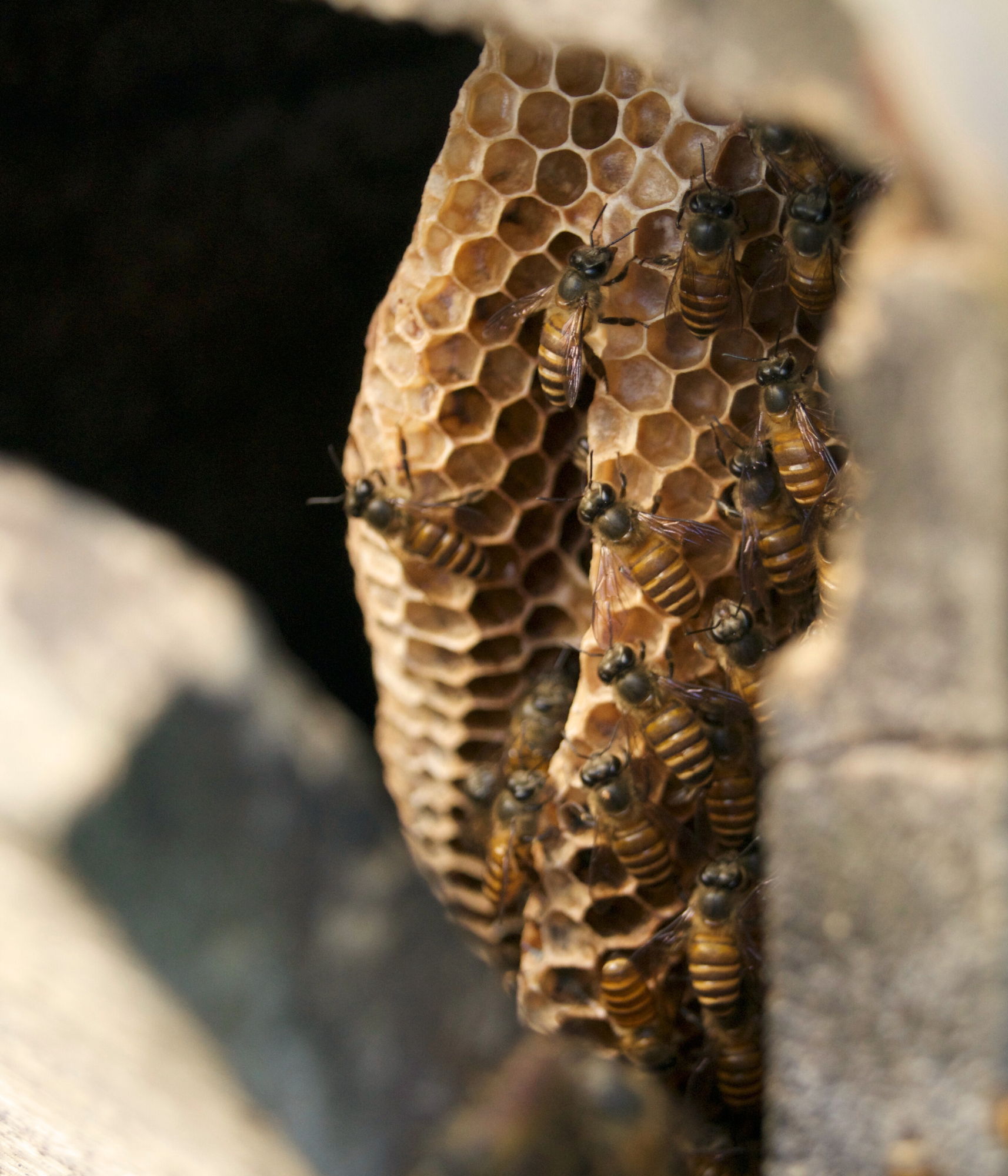  Plusieurs abeilles sur des alvéoles avec un fond noir