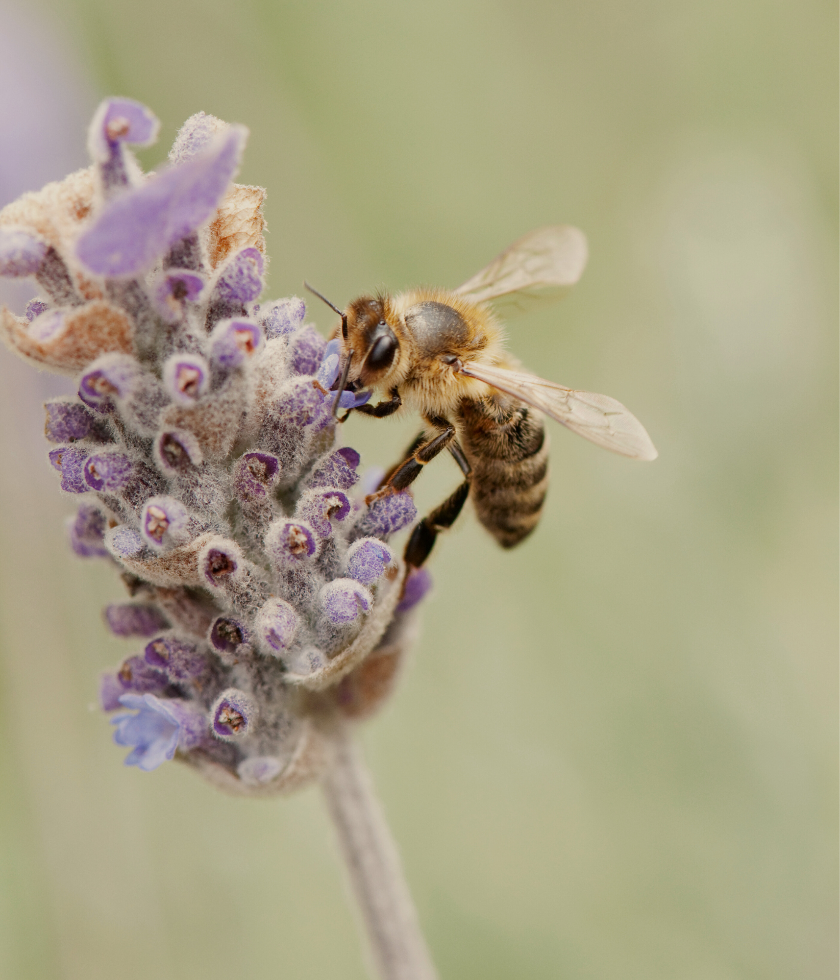 Une abeille butinant une fleur de lavande avec un fond vert clair.