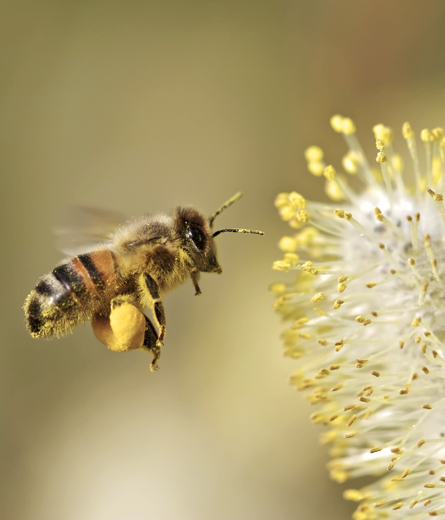 Abeille portant des pelotes de pollen à l'arrière, s'approchant d'une fleur pour butiner.