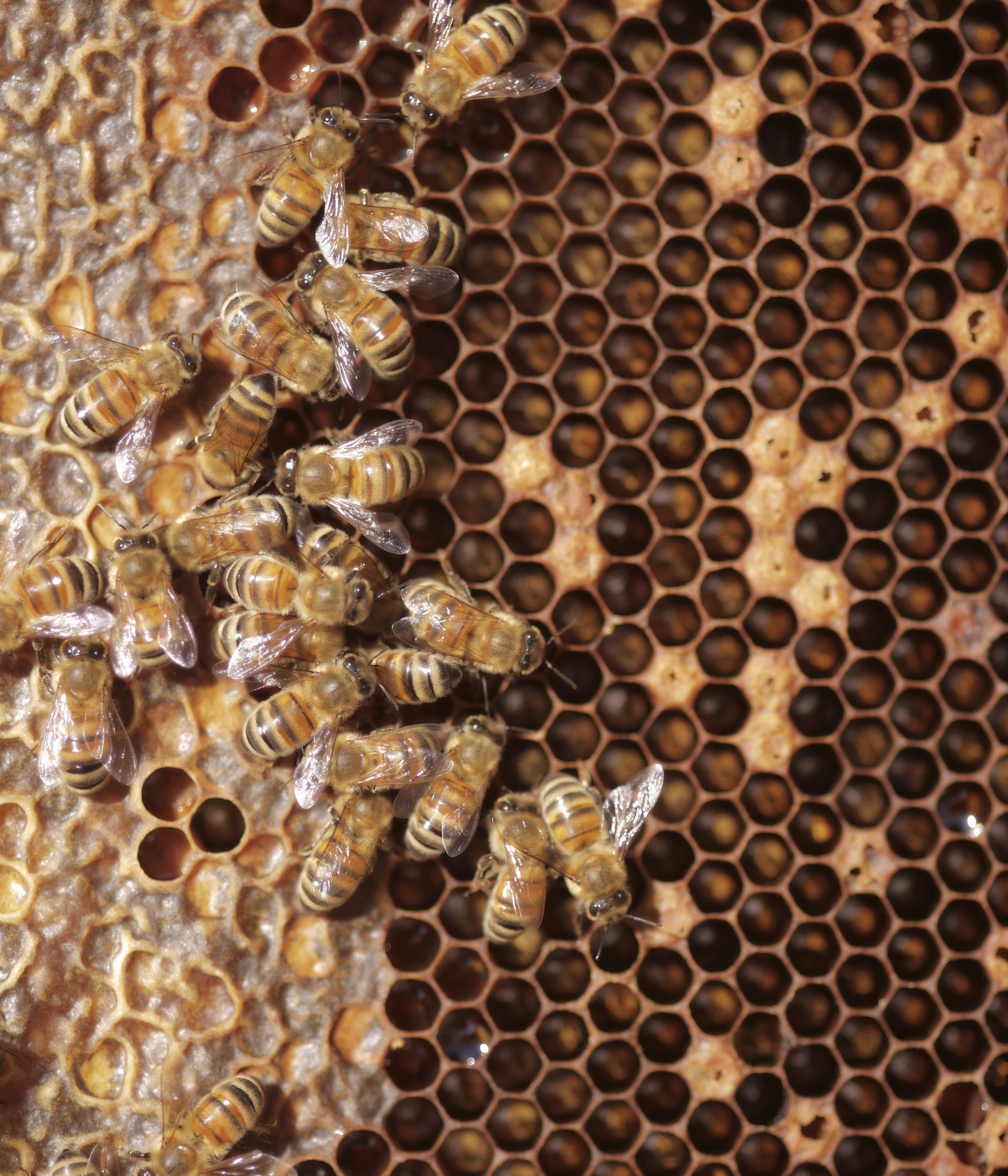 Abeille sur des alvéoles brunes.