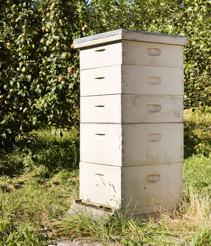 Comment survivent les abeilles quand il fait 40 °C dehors