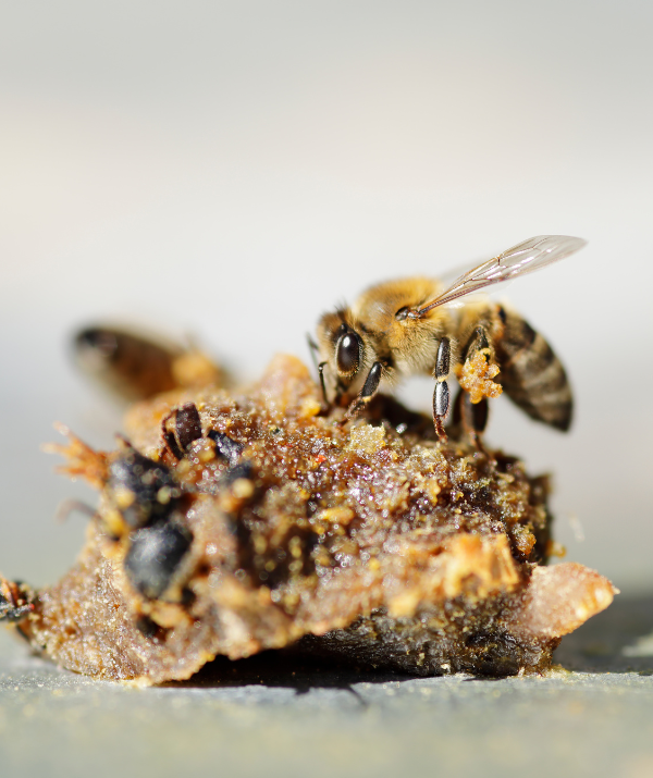 bee with propolis