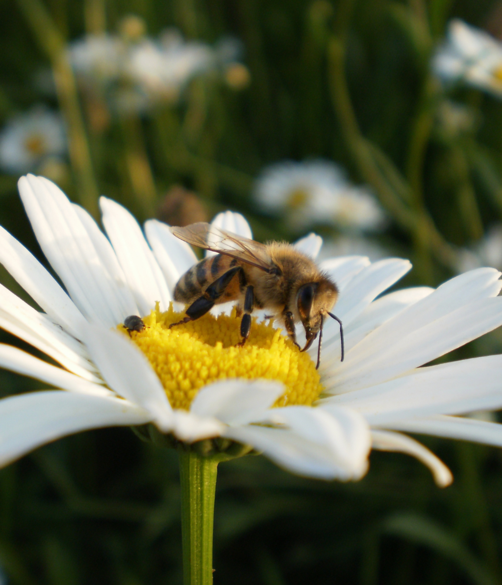 5 choses surprenantes à savoir sur les abeilles