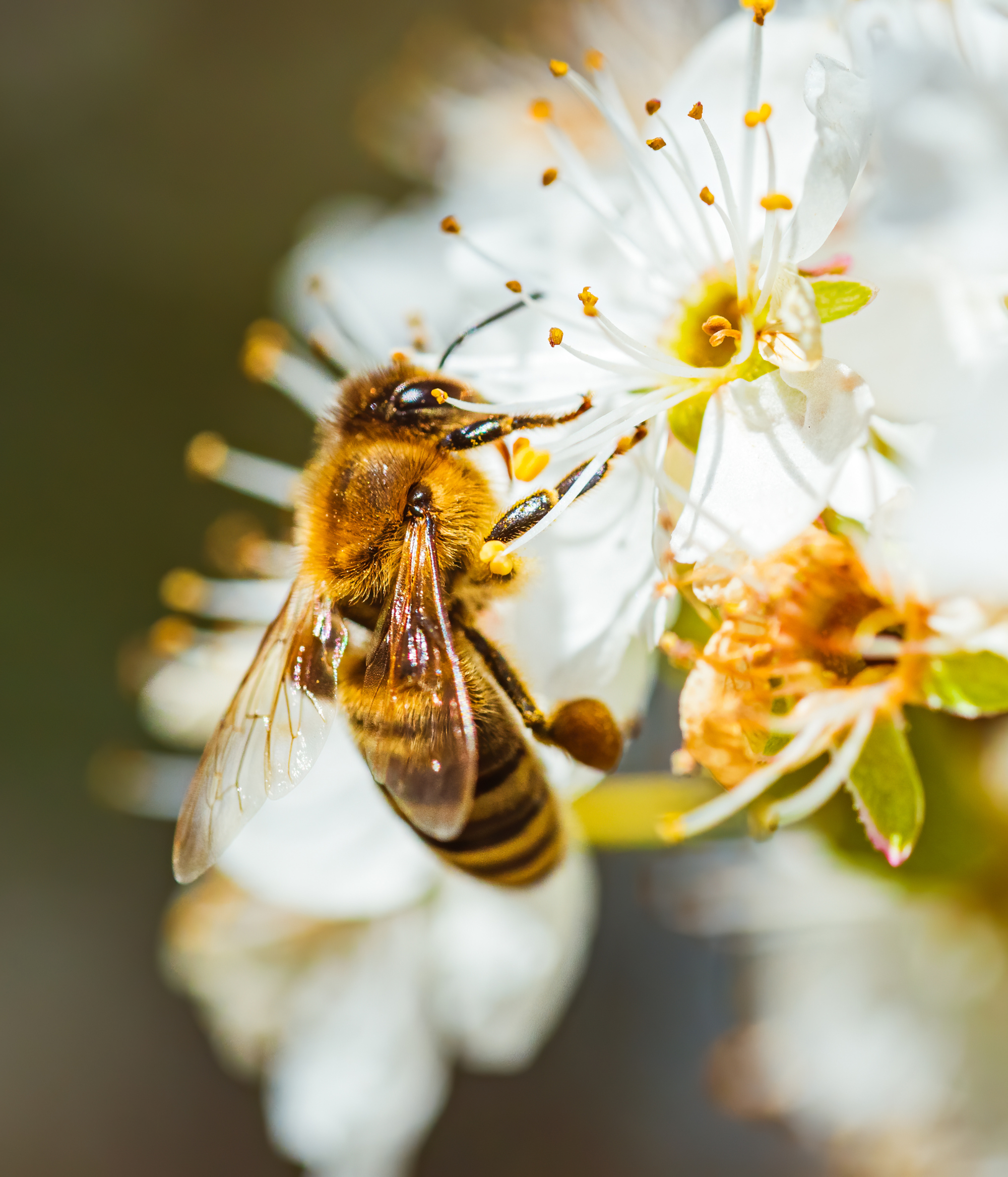 Pourquoi les abeilles sont-elles si fascinantes ?