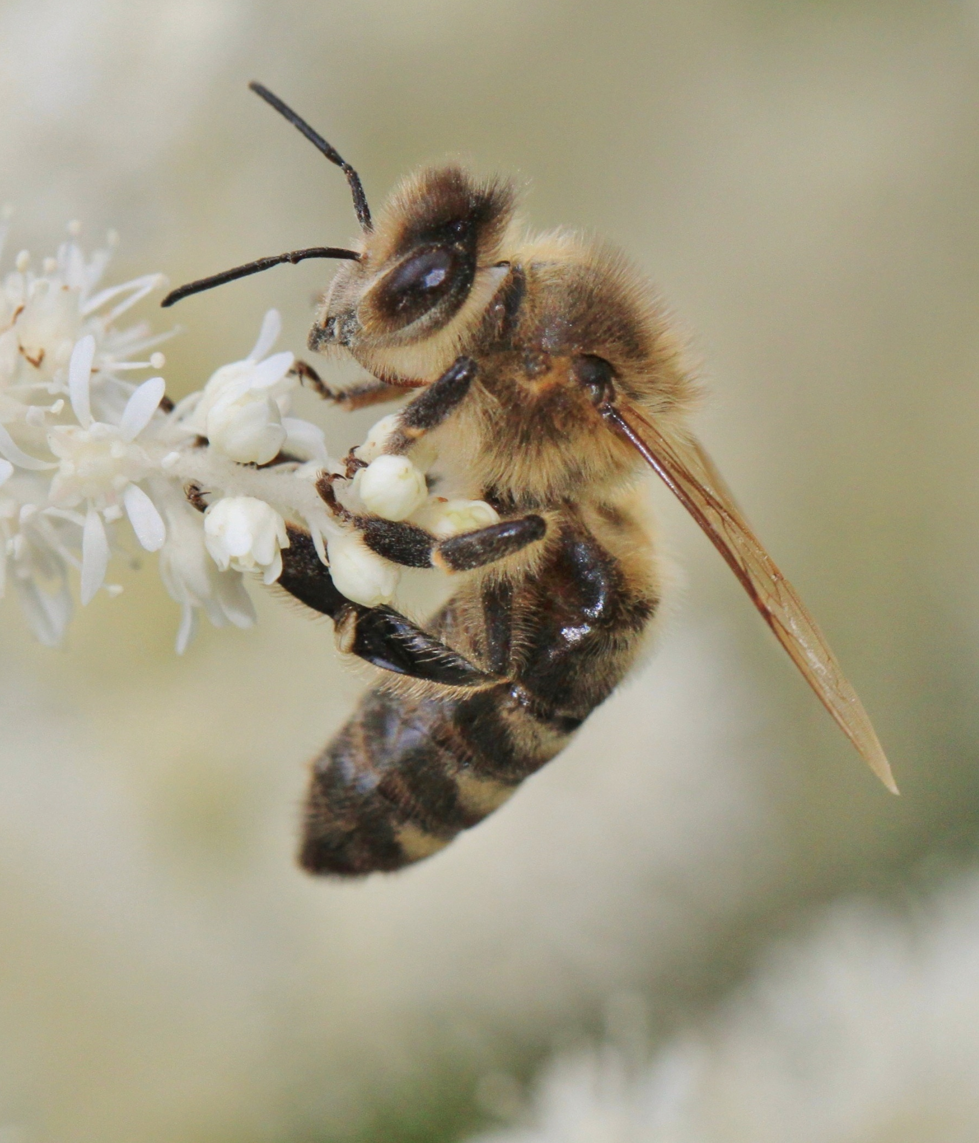 Les différentes races d'abeilles Mellifera