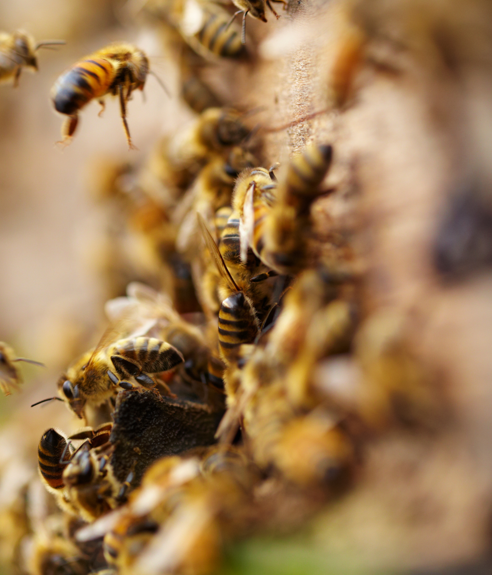 Les abeilles en hiver