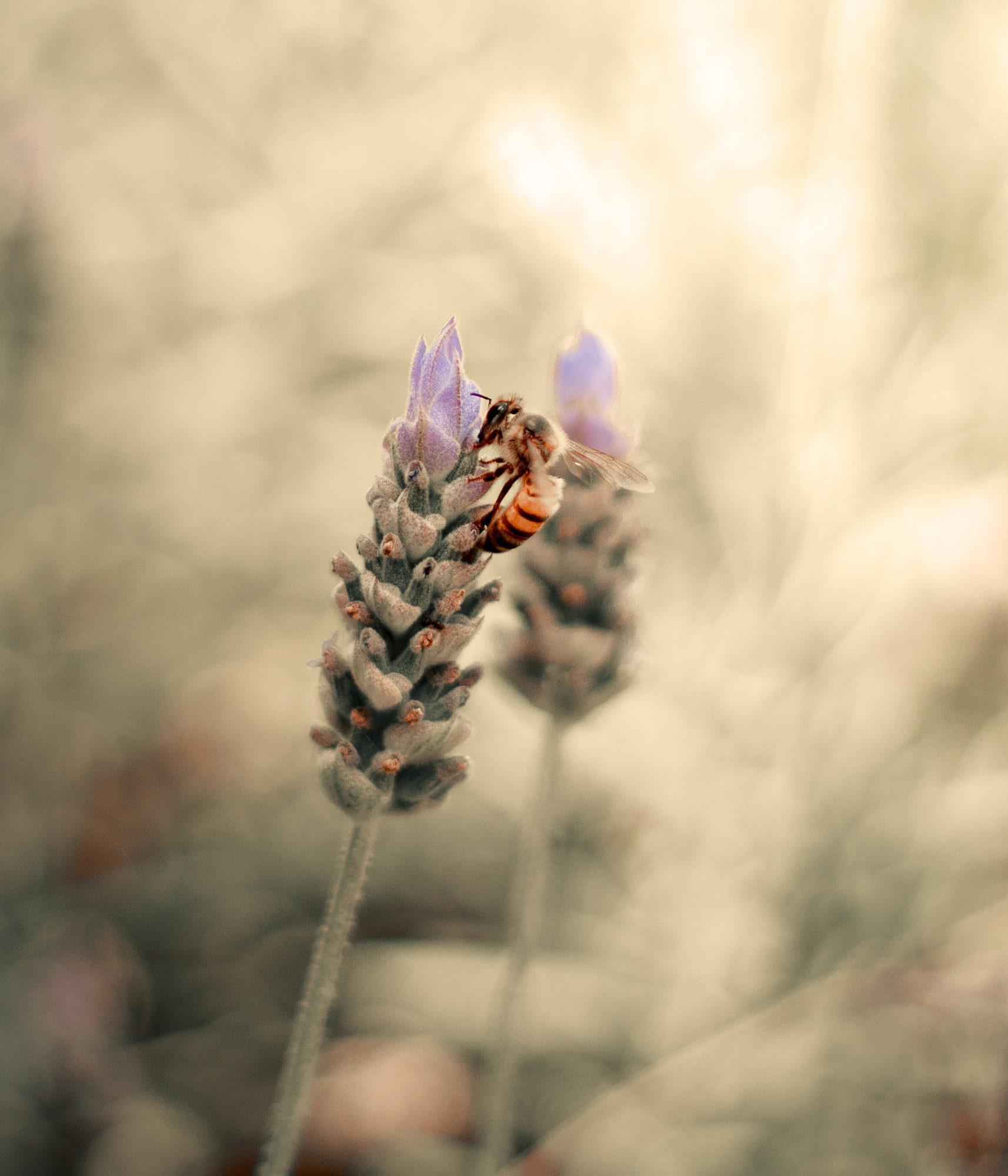 Une abeille butinant une fleur de lavande.